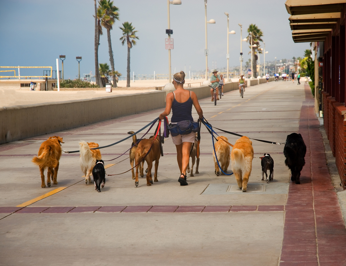Why You Better Learn About the Gig Economy Woman walking several dogs on a leash in a beach town.
