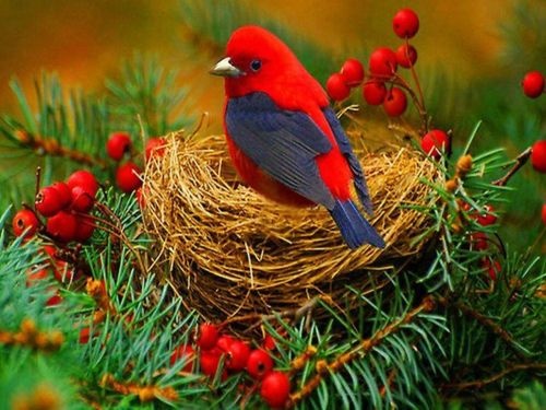 Thoughts on the "Empty Nest" Thoughts on the "Empty Nest"